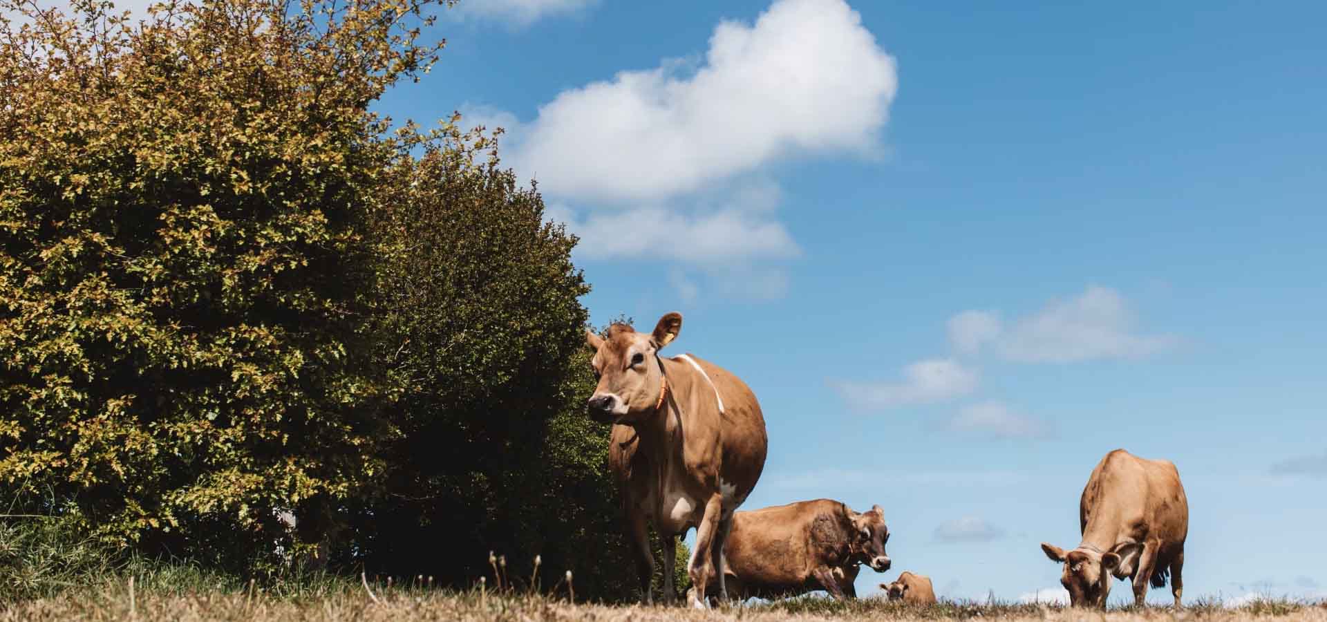 Sarıkızlardan Sofranıza